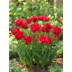 Tulipan Estatic - 5 szt.
