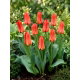 Tulipan Oriental Beauty - duża paczka! - 50 szt.