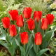 Tulipan Princeps - GIGA paczka! - 250 szt.