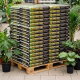 Podłoże do roślin zielonych i palm - Compo Sana - 10 litrów - paleta 180 szt.