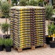 Ziemia do roślin śródziemnomorskich - Compo Sana - 20 litrów - paleta 102 szt.
