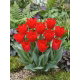 Tulipan Spring Pearl - duża paczka! - 50 szt.
