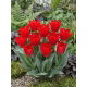 Tulipan Spring Pearl - duża paczka! - 50 szt.