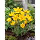 Tulipan Sylvestris - 5 szt.