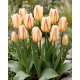 Tulipan White Fire - GIGA paczka! - 250 szt.
