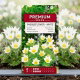Sasanka Anemone pulsatilla - biała