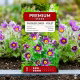 Sasanka Anemone pulsatilla - fioletowa
