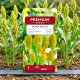 Sorgo czarne