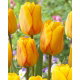 Tulipan Blushing Apeldoorn - 5 szt.