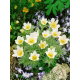 Sasanka Anemone pulsatilla - biała