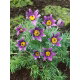 Sasanka Anemone pulsatilla - fioletowa