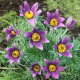 Sasanka Anemone pulsatilla - fioletowa