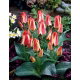 Tulipan Sylvia Warder - opak. 5 szt.