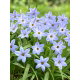 Ipheion - Ifejon - Uniflorum - 10 szt.