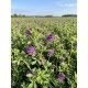Lucerna siewna Eugenia - 0,5 kg