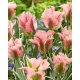 Tulipan China Town - opak. 5 szt.