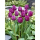 Tulipan fioletowy - Violet - duża paczka! - 50 szt.