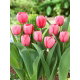 Tulipan Pink Impression - duża paczka! - 50 szt.