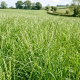 Życica westerwoldzka 4N Koga - 5 kg