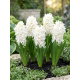 Hiacynt White Pearl - duża paczka! - 30 szt.