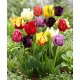 Tulipan papuzi mix - Parrot mix - duża paczka! - 50 szt.