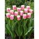 Tulipan Hawaii - GIGA paczka! - 250 szt.