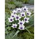 Tulipan Alba Coerulea Ocul - duża paczka! - 50 szt.
