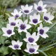 Tulipan Alba Coerulea Ocul - 5 szt.