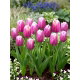 Tulipan Holland Beauty - 5 szt.