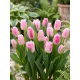 Tulipan Edinburgh - duża paczka! - 50 szt.
