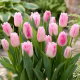 Tulipan Edinburgh - duża paczka! - 50 szt.