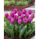 Tulipan papuzi fioletowy - Parrot purple - 5 szt.