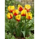 Tulipan Texas Flame - duża paczka! - 50 szt.