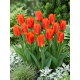 Tulipan Princess Household - duża paczka! - 50 szt.