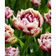 Tulipan Wyndham - 5 szt.