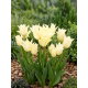 Tulipan Youkihi - 5 szt.