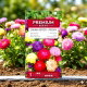 Aster peoniowy - mieszanka