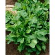 Rukola - Eruca Sativa - NA TAŚMIE
