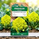 Kalafior Romanesco Natalino - o róży zielonej
