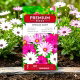 Osteospermum - mieszanka