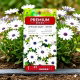 Osteospermum białe