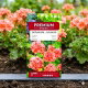 Pelargonia łososiowa