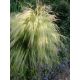 Ostnica mocna Pony Tails
