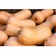 Dynia piżmowa Butternut