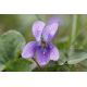 Fiołek Wonny ( Viola Odorata )
