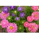 Aster chryzantemowy - mieszanka