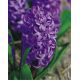 Hiacynt Purple Star - op. 3 szt.