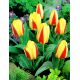 Tulipan Gluck  opak. 5 szt.