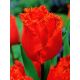 Tulipan Noranda - opak. 5 szt.