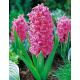 Hiacynt Pink Pearl - op. 3 szt.